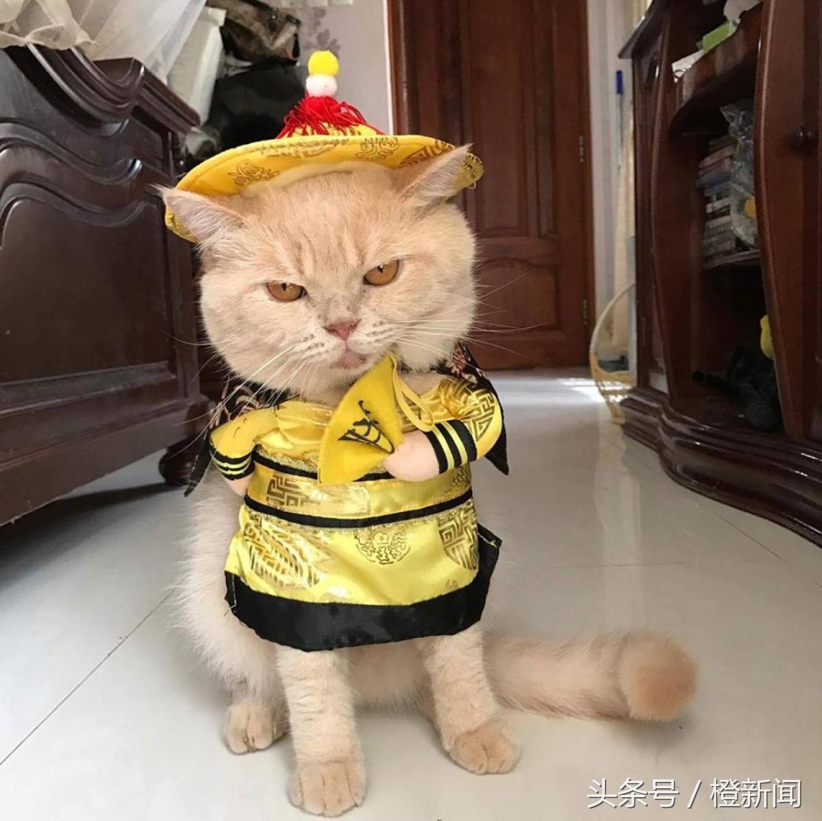 猫咪穿皇服卖鱼！原来它是越南最萌小贩