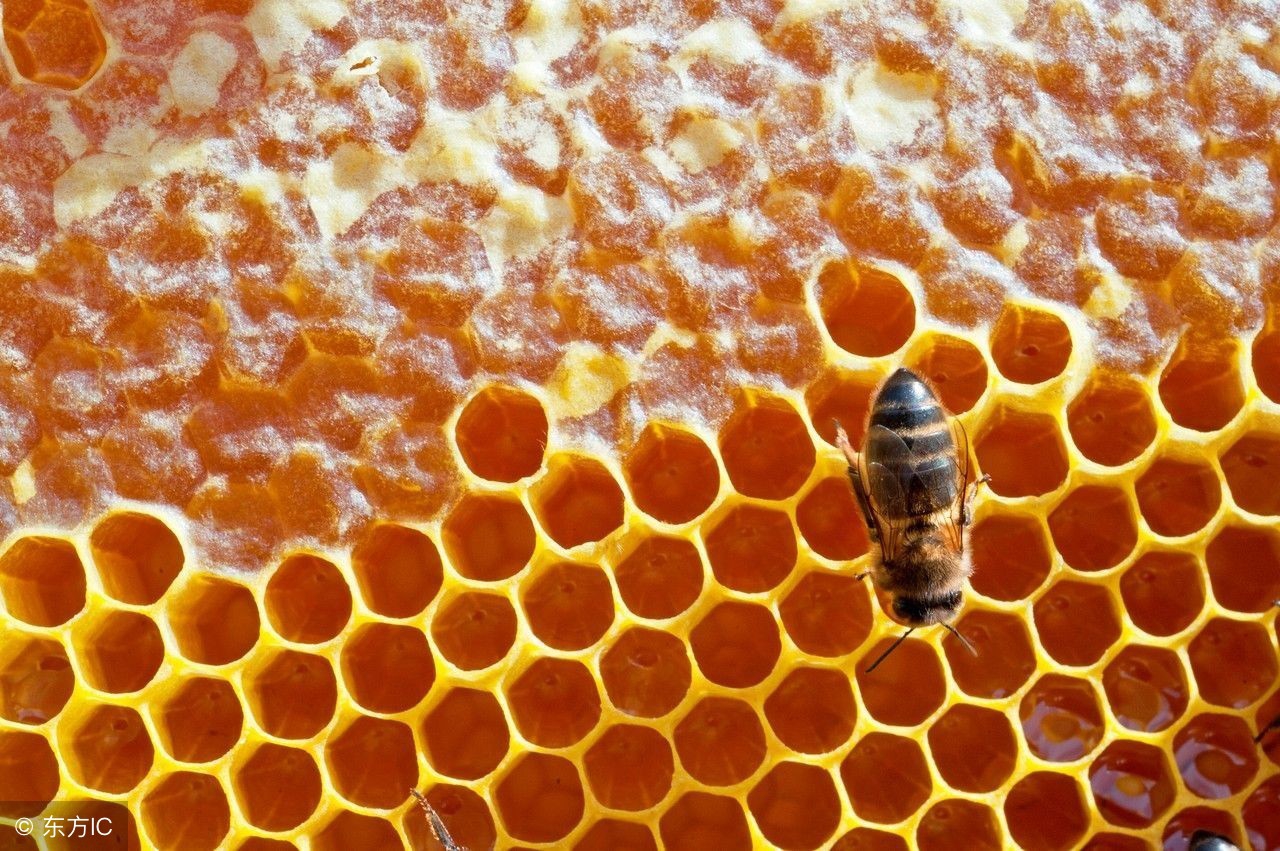 哪些人不能食用蜂蜜？靠谱答案在这里