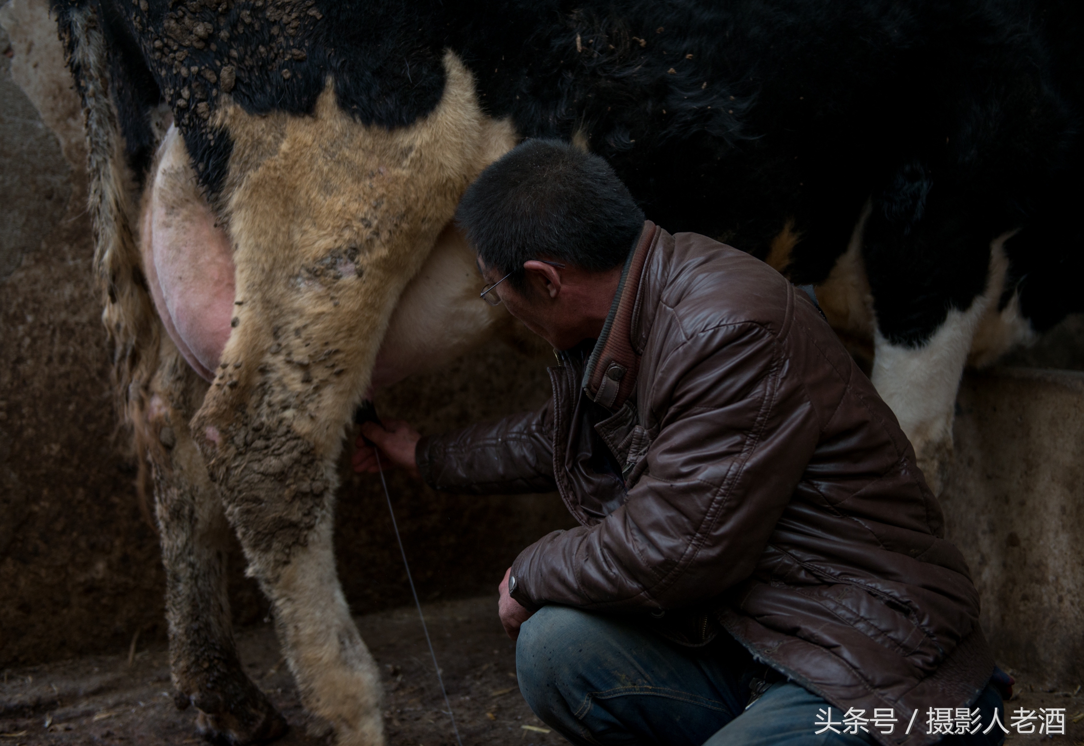 實(shí)拍壩上奶牛養(yǎng)殖戶機(jī)器擠奶，奶牛一邊吃著草，一邊就把奶擠了