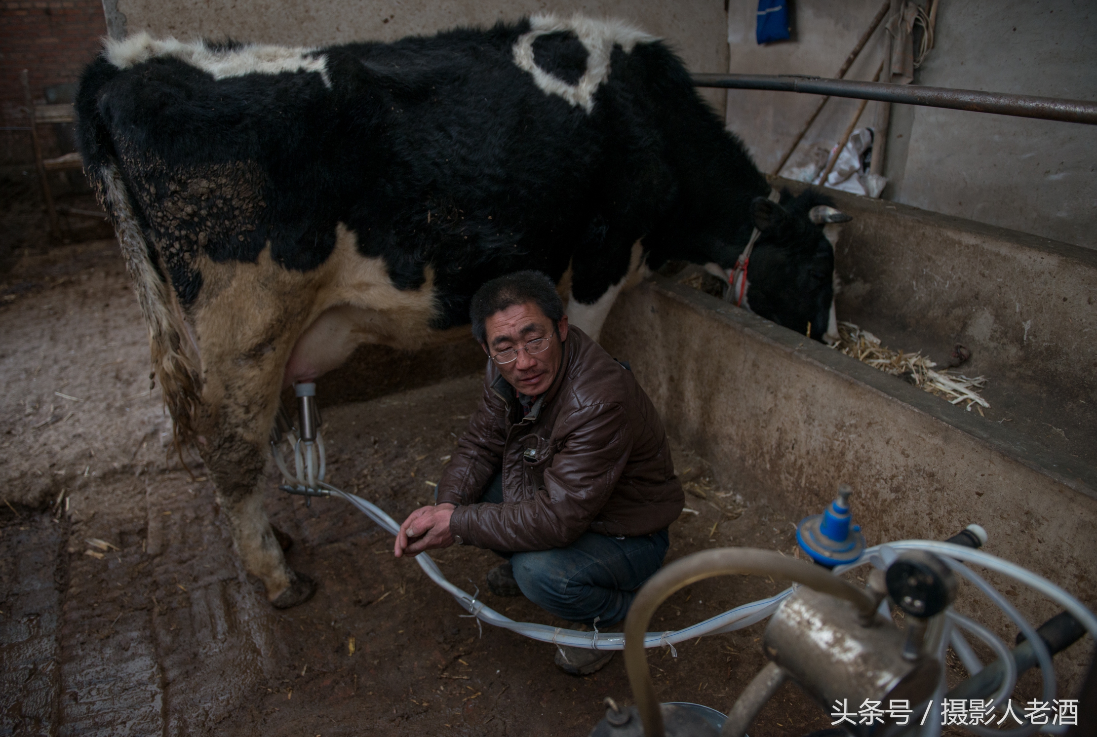 實(shí)拍壩上奶牛養(yǎng)殖戶機(jī)器擠奶，奶牛一邊吃著草，一邊就把奶擠了