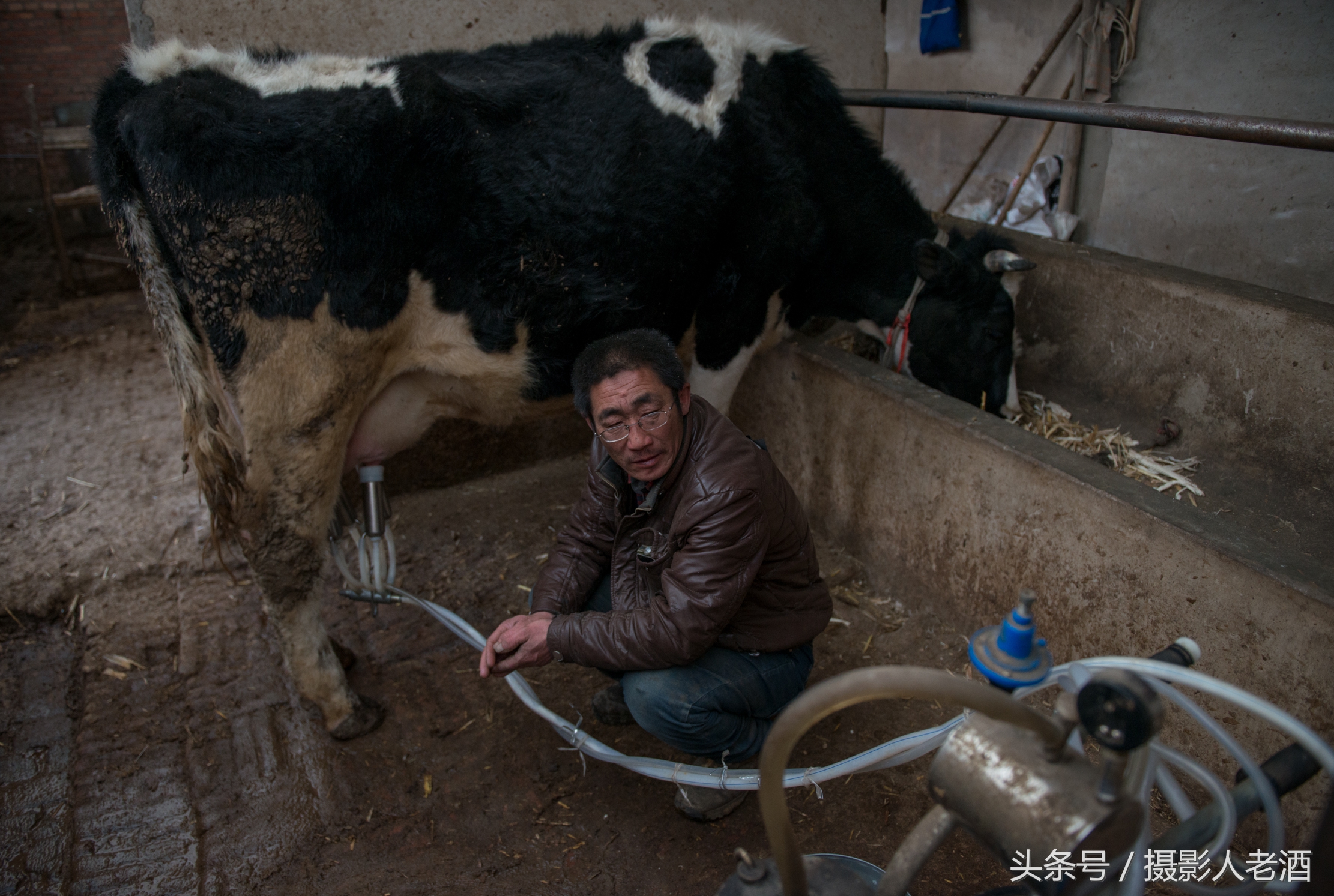 实拍坝上奶牛养殖户机器挤奶，奶牛一边吃着草，一边就把奶挤了