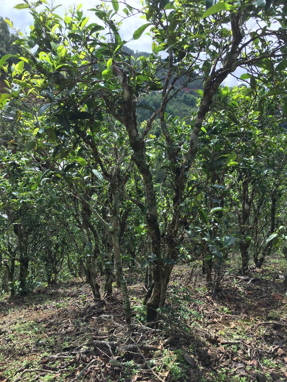 老挝竟然也有很好喝的古树茶,你没想到吧? - 茶店网chadian.com--买好