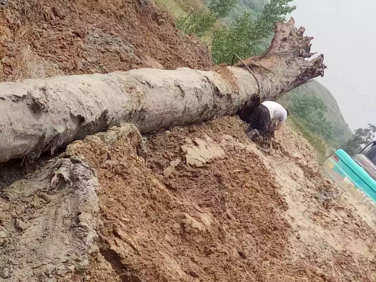 村民挖到巨型天价乌木