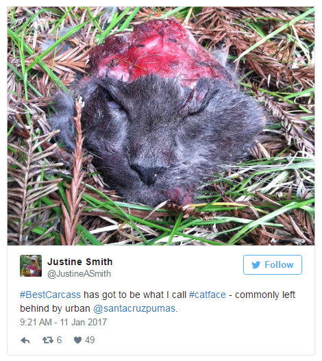 Twitter上的最新科学辩论：动物尸体比美大赛
