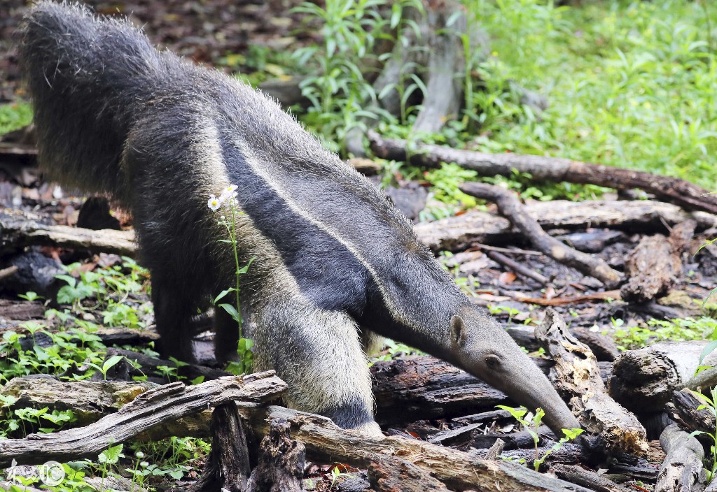 吃蚂蚁的长嘴动物叫什么(嘴巴长长的吃蚂蚁的动物)-图2