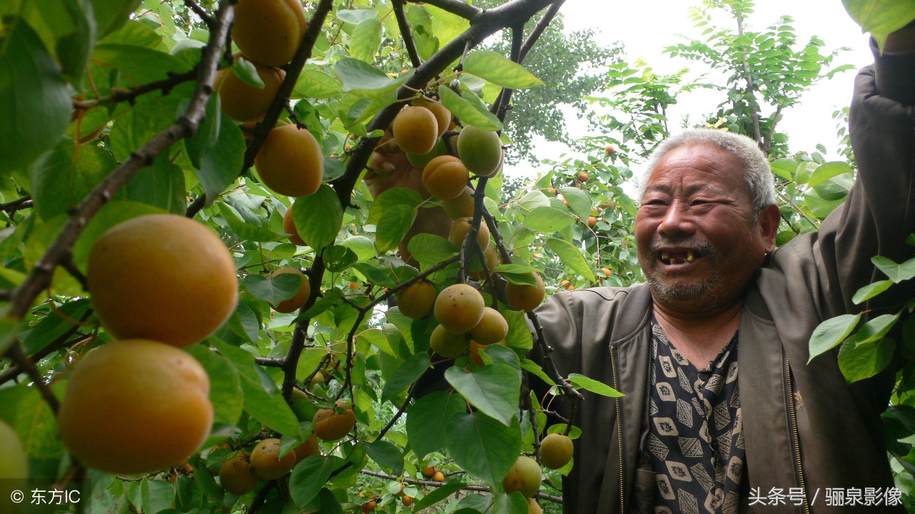 杏，营养丰富，内含较多的糖、蛋白质以及钙、磷等矿物质