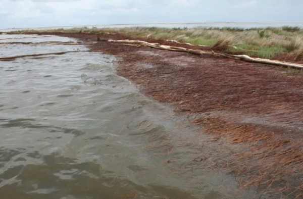 2010年“深水地平线”漏油事件引发路易斯安那州大规模的土壤侵蚀