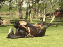 搞笑趣图:牛人给马儿做瑜伽!
