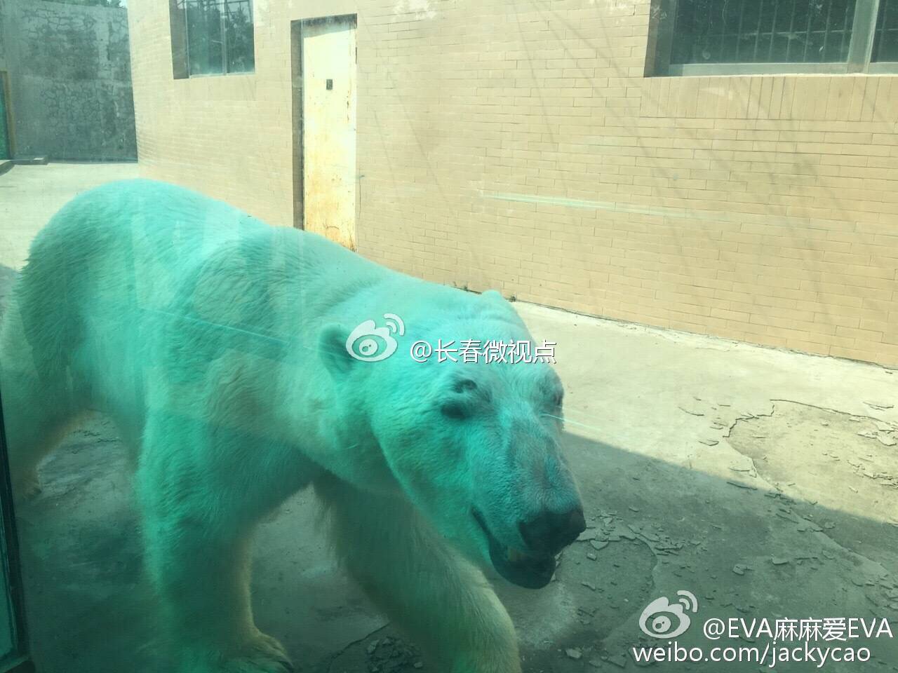 长春动植物园里的北极熊太遭罪