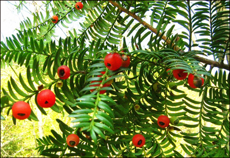 红豆杉（植物的药理）