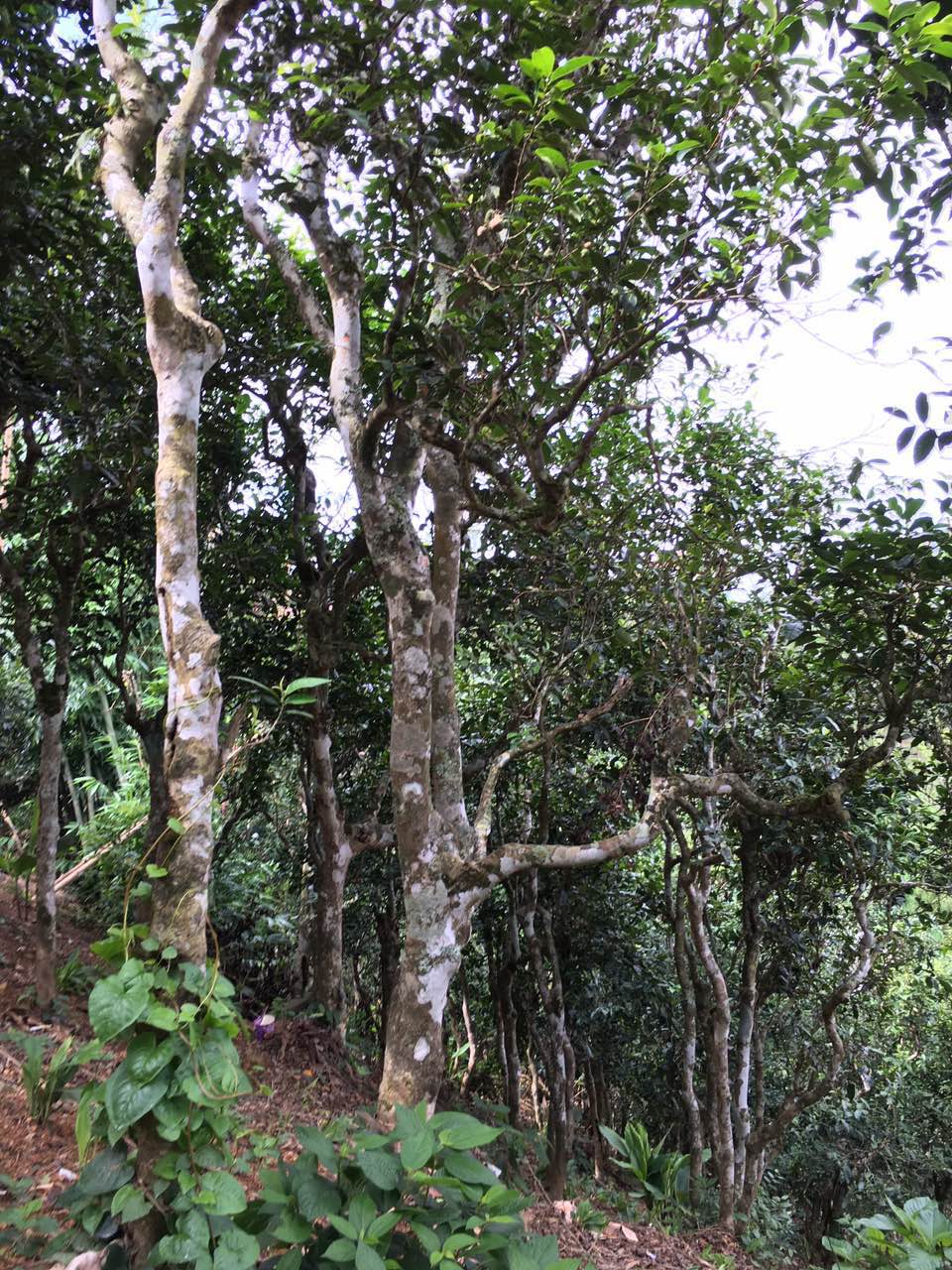 老挝竟然也有很好喝的古树茶,你没想到吧? - 茶店网chadian.com--买好