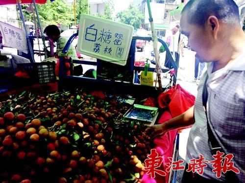 今年惠州荔枝减产四五成