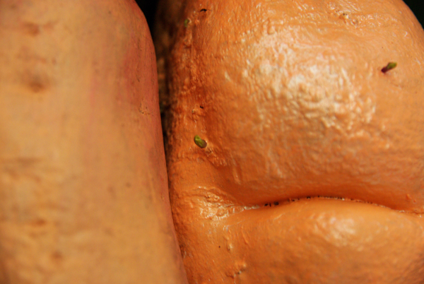 周煜嵋：一个种红薯的艺术家