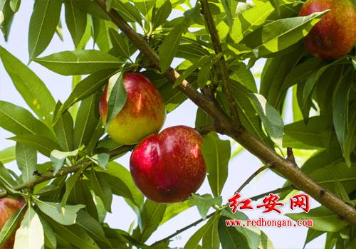 红安县天台山风景区苏凹桃花冲“千亩果园采摘节”开园了