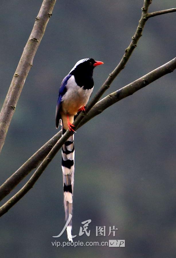 红嘴蓝尾喜鹊(安徽:珍稀红嘴蓝尾喜鹊现身金佛山)