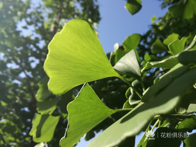 15天的体验，还原华为G9青春版是否值得买