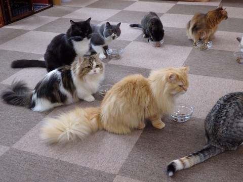 讨猫咪喜欢的方法：猫咖啡厅店员教你怎样受喵星人欢迎