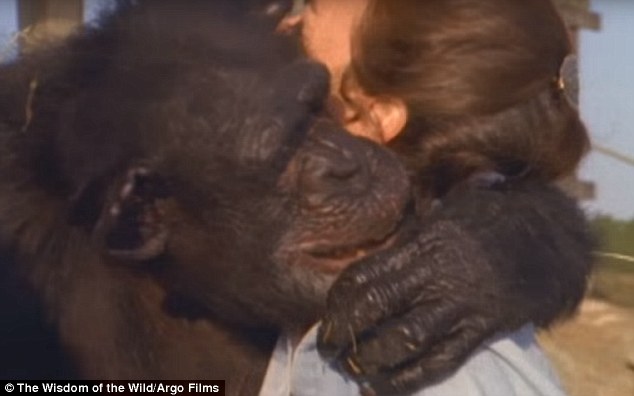 很短很新鲜：分别20年 黑猩猩给恩人拥抱