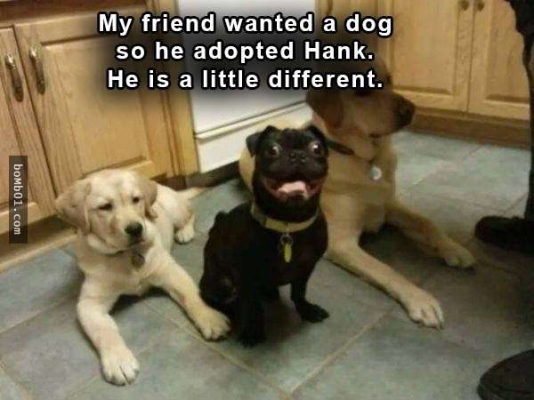 33張讓你開始相信“狗狗是世界上最搞笑動物”的呆萌爆笑狗狗