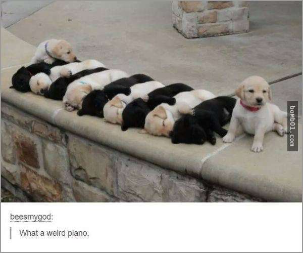 33張讓你開始相信“狗狗是世界上最搞笑動物”的呆萌爆笑狗狗