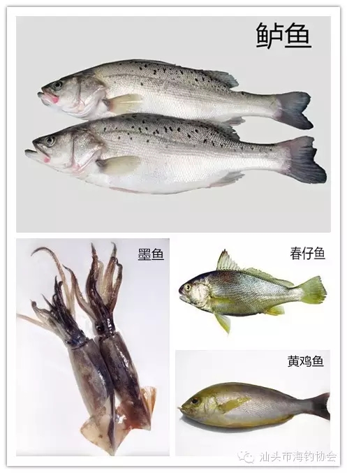 游钓福建福清，完美收杆（内附攻略）