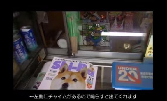 实录丨在日本有一只开小卖店的柴犬曾红爆Youtube