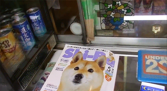 实录丨在日本有一只开小卖店的柴犬曾红爆Youtube