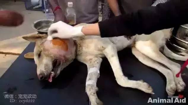 这只流浪狗脸部异常肿大，手术开刀的场面震惊了所有人