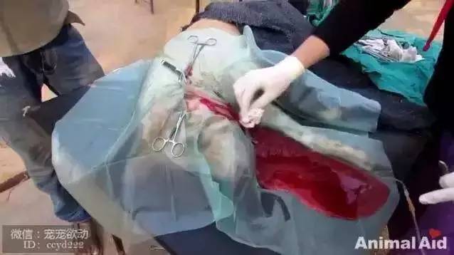 这只流浪狗脸部异常肿大，手术开刀的场面震惊了所有人
