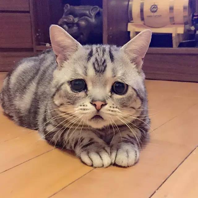 据说这只日本的猫是世界上最悲伤的猫