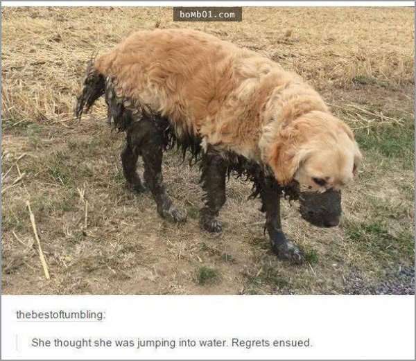 33張讓你開始相信“狗狗是世界上最搞笑動物”的呆萌爆笑狗狗