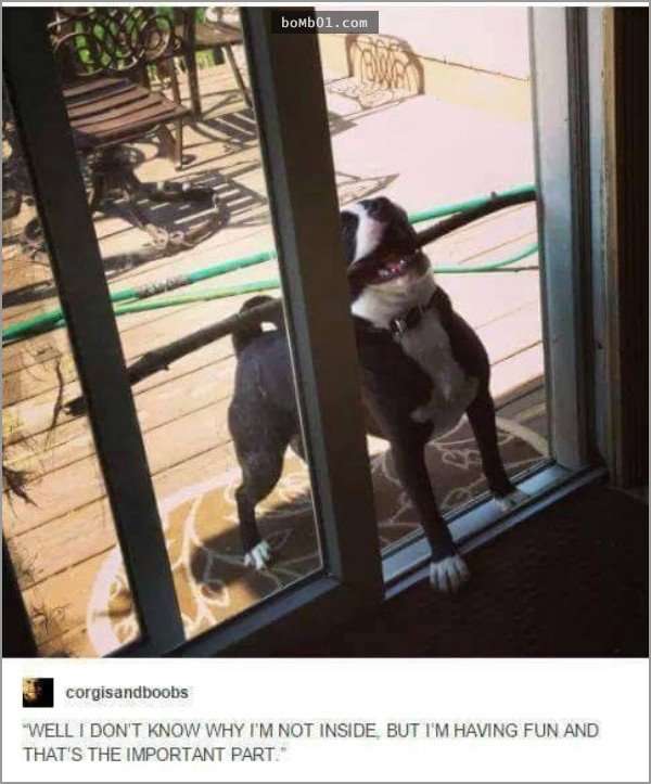 33張讓你開始相信“狗狗是世界上最搞笑動物”的呆萌爆笑狗狗