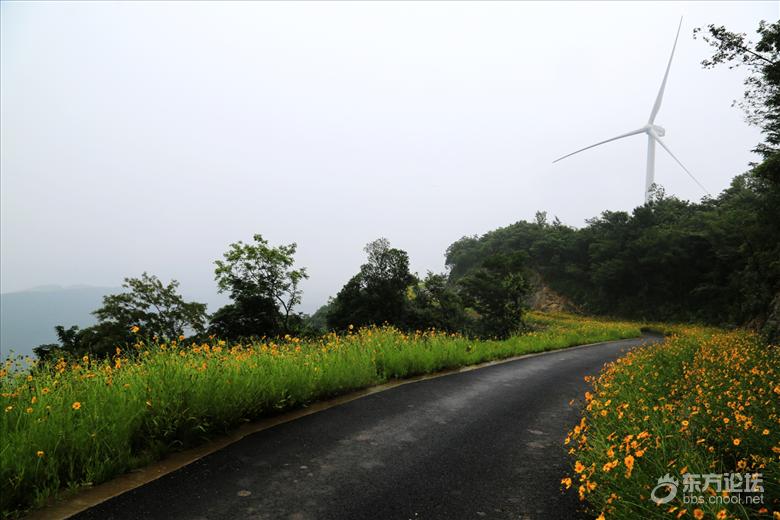 宁波女网友冒雨前往宁波最美公路，再不去就晚了！据说要封路