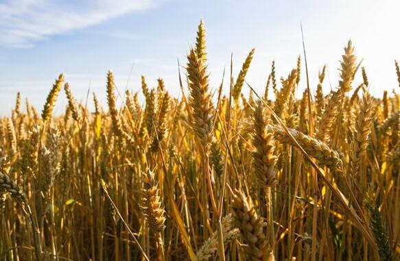 “夏之良谷”小麦的朴实滋养术