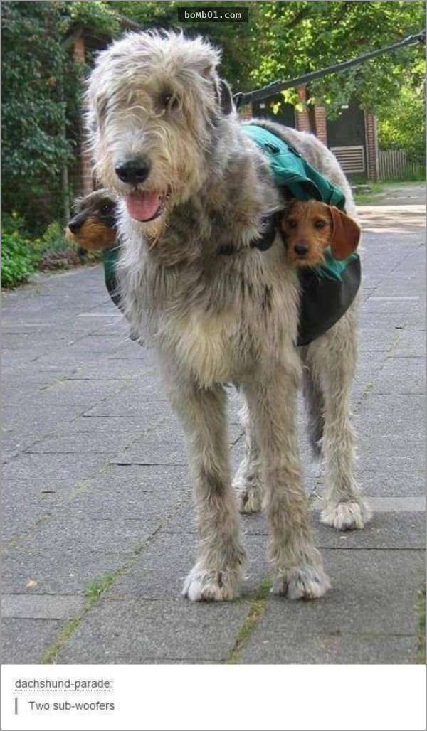 33張讓你開始相信“狗狗是世界上最搞笑動物”的呆萌爆笑狗狗