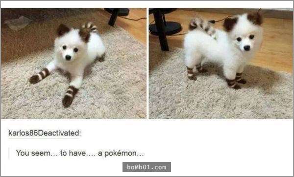 33張讓你開始相信“狗狗是世界上最搞笑動物”的呆萌爆笑狗狗