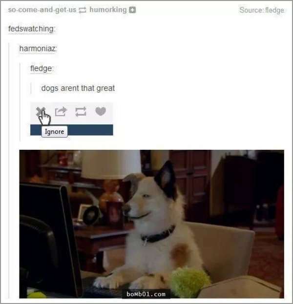 33張讓你開始相信“狗狗是世界上最搞笑動物”的呆萌爆笑狗狗