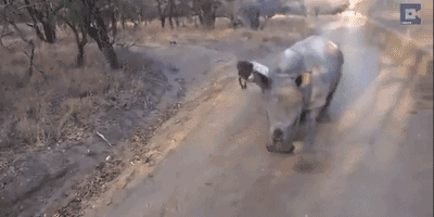 搞笑gif图片：你是犀牛不是山羊，走路的时候专心点