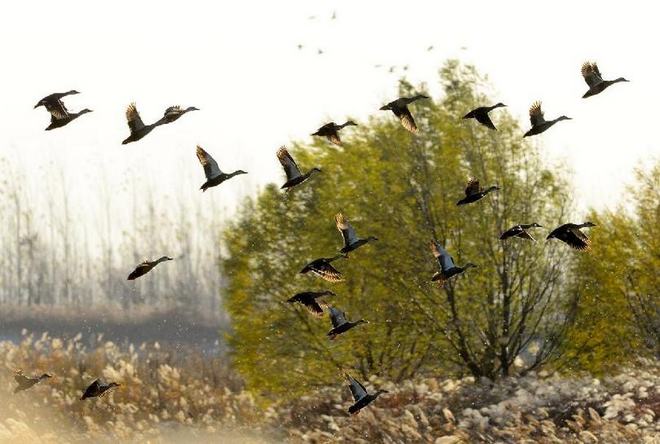 芦苇摇曳群鸟飞翔 2016国内旅游之姜山湿地美景