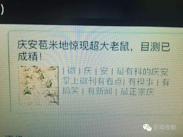 网传黑龙江庆安惊现一30多斤的大耗子！当地居民怎么说