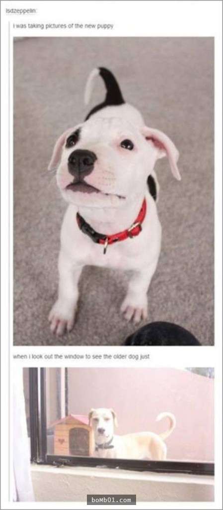 33張讓你開始相信“狗狗是世界上最搞笑動物”的呆萌爆笑狗狗