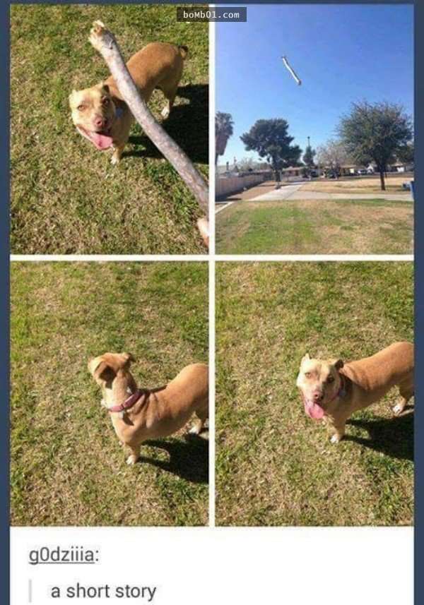 33張讓你開始相信“狗狗是世界上最搞笑動物”的呆萌爆笑狗狗