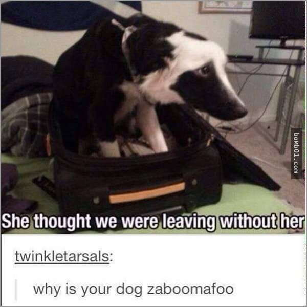 33張讓你開始相信“狗狗是世界上最搞笑動物”的呆萌爆笑狗狗