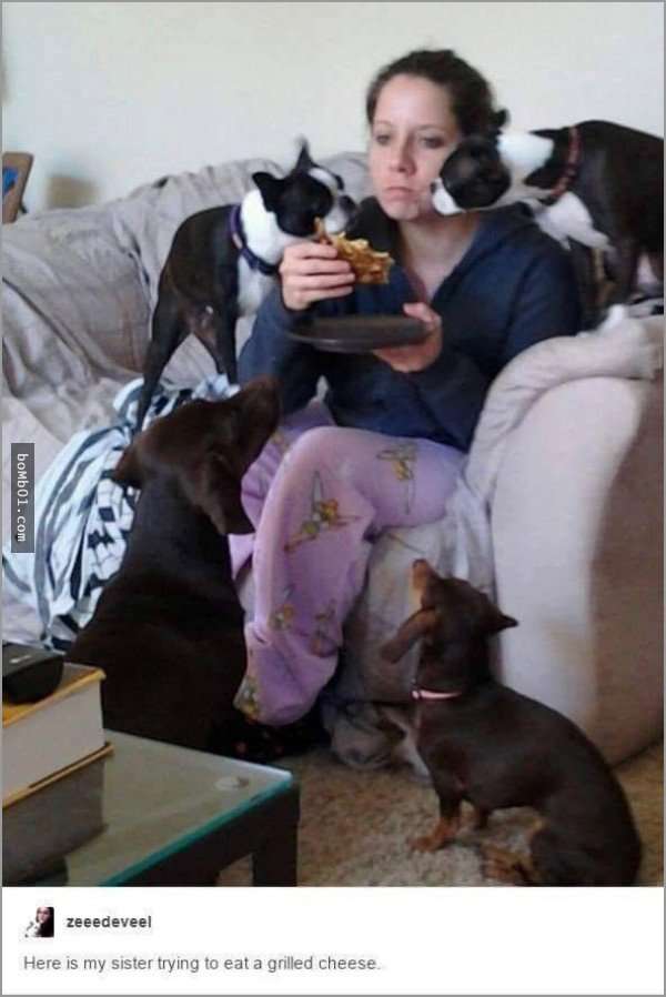 33張讓你開始相信“狗狗是世界上最搞笑動物”的呆萌爆笑狗狗