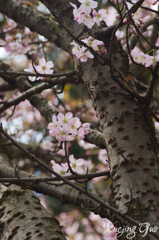 踏遍樱花盛开几名桥——比肯回归再海棠（附北威州详尽公交车手册）