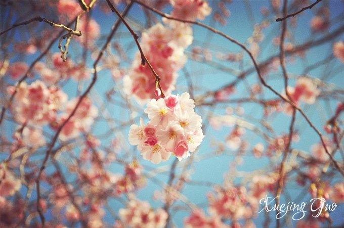 踏遍樱花盛开几名桥——比肯回归再海棠（附北威州详尽公交车手册）