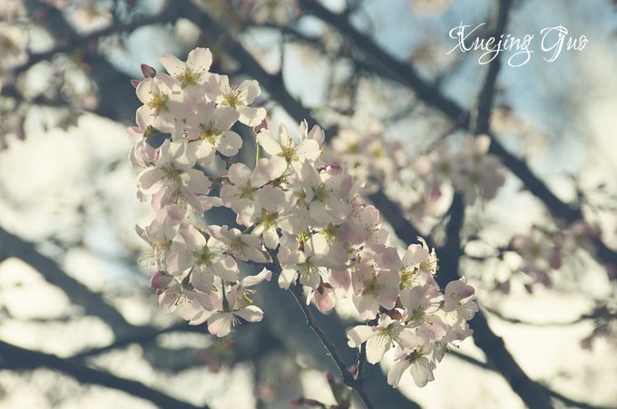 踏遍樱花盛开几名桥——比肯回归再海棠（附北威州详尽公交车手册）