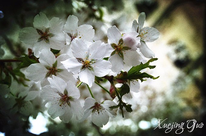 踏遍樱花盛开几名桥——比肯回归再海棠（附北威州详尽公交车手册）