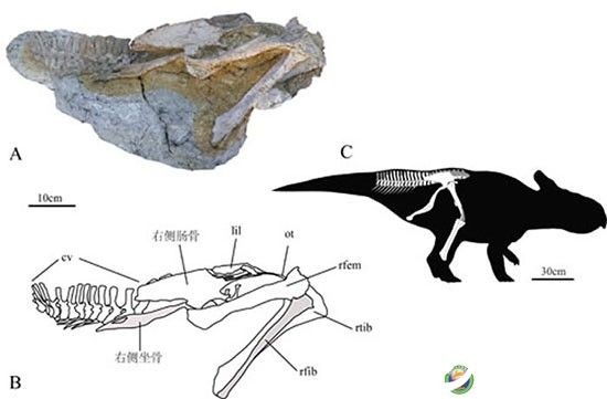 诸城发现世界首例坐角龙 属纤角龙类植食性恐龙