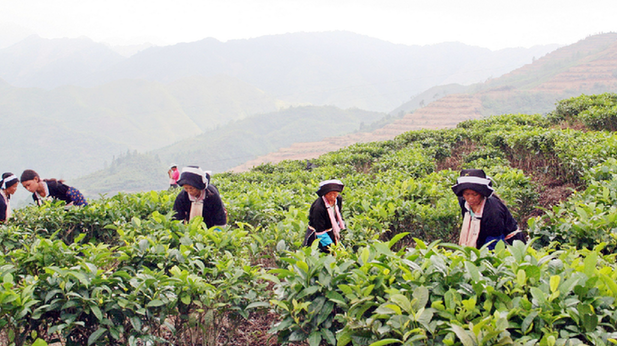 精准助力发展生态有机茶“香飘四海”